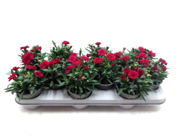 Dianthus caryo. Rottöne