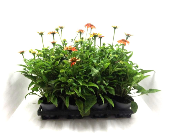 Echinacea pur. orange