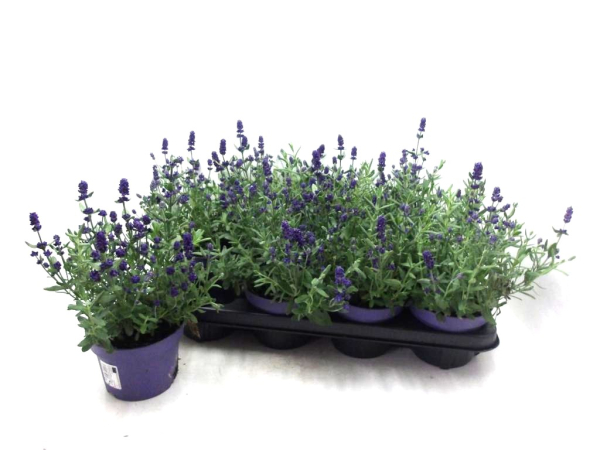 Lavandula ang.