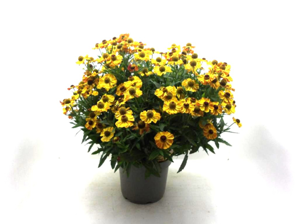 Helenium autumnale Kübel