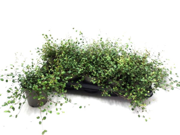 Mühlenbeckia
