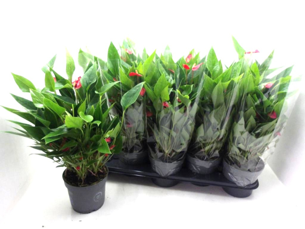 Anthurium andr. 'Million Flowers Red'