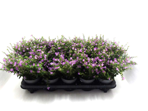 Cuphea hyssop. rosa