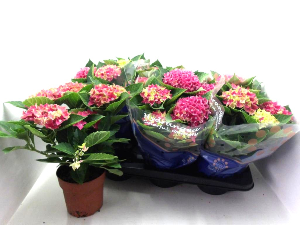 Hydrangea mac. pink