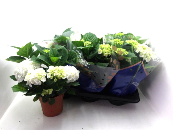 Hydrangea mac. weiß