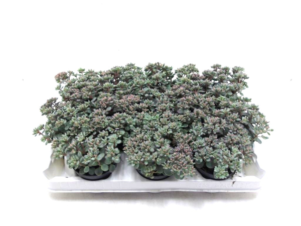 Sedum Lidakense "Cauticola"