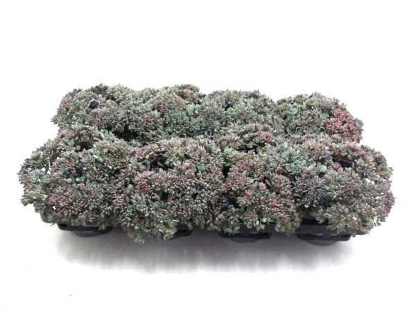 Sedum cauticolum