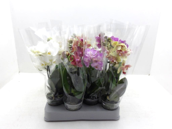 Mini Phalaenopsis 1-2 Rispen Mix