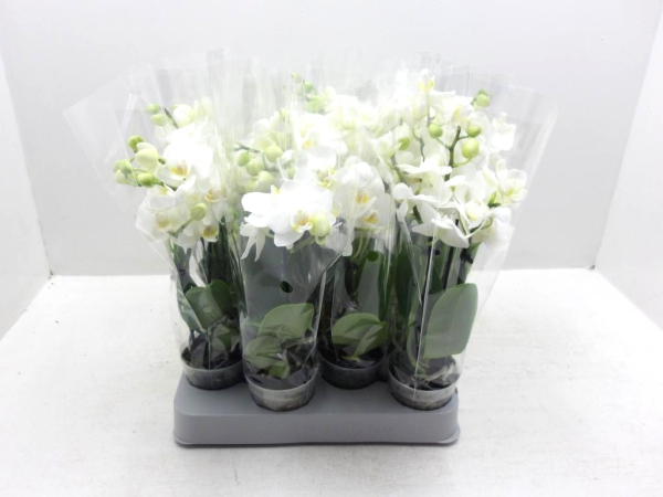 Mini Phalaenopsis 1-3 Rispen weiß