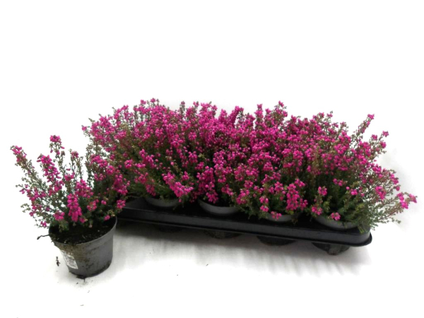 Erica cinerea pink