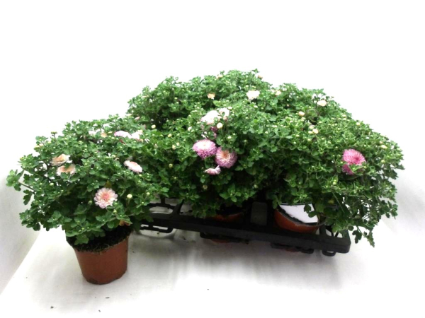 Chrysanthemum  ind. rosa