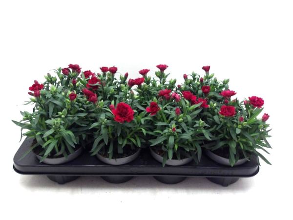 Dianthus caryo. rot