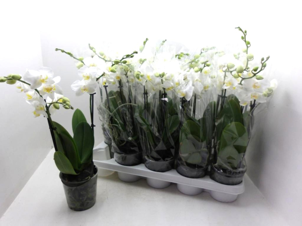 Phalaenopsis 2 Rispen weiß