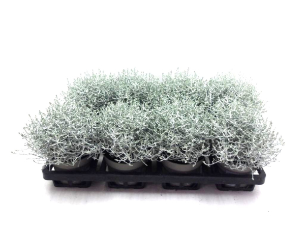 Calocephalus brownii