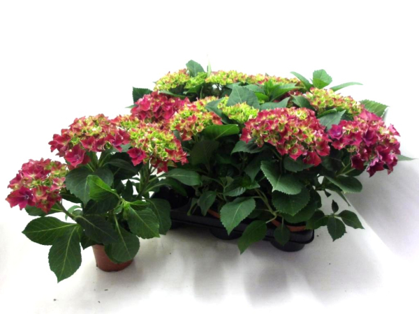 Hydrangea  macr. midi rot