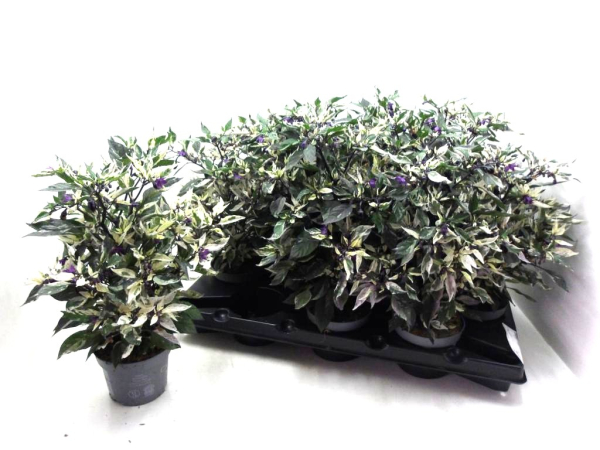 Capsicum ann. "Calico"