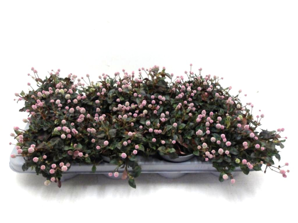 Polygonum