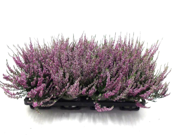 Calluna vulg. lila
