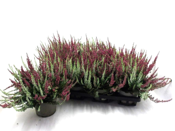 Calluna vulgaris  Twin