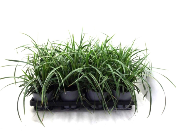 Carex morowii "Ice Dance"