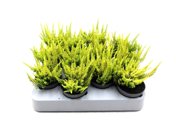 Mini Calluna gelb