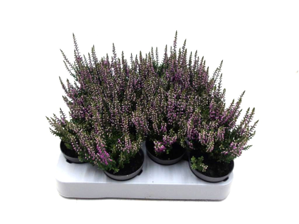 Mini Calluna lila
