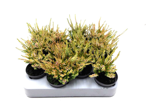 Mini Calluna rosagelb