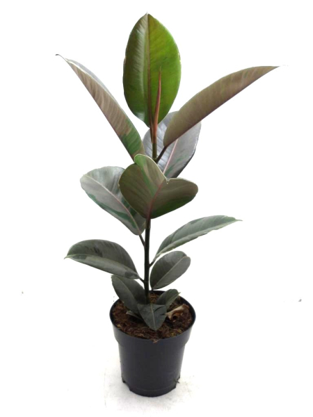 Ficus elastica "Camouflage"