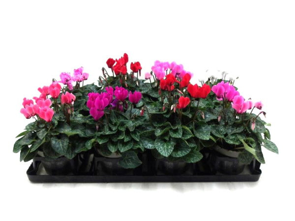 Cyclamen pers. midi Mix