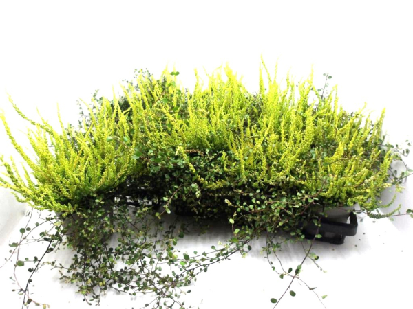 Calluna "Sunset" + Mühlenbeckia