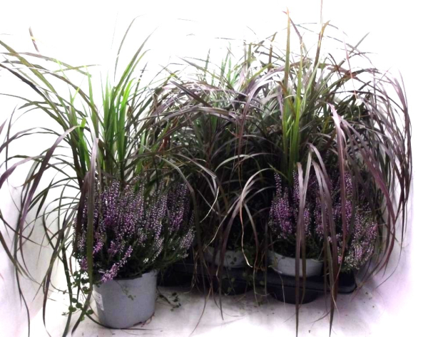 Pennisetum + Calluna rosa