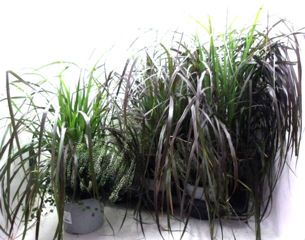 Pennisetum + Calluna weiß