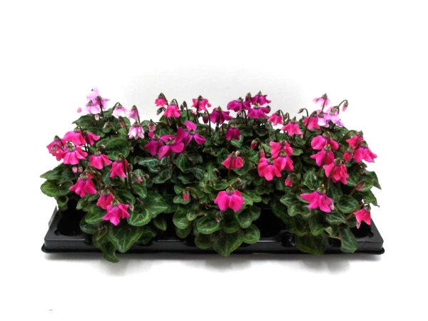 Mini Cyclamen "Petticoat" Mix