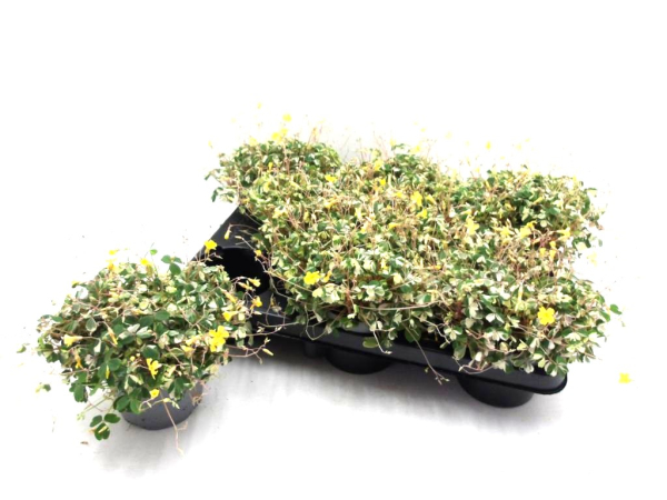 Oxalis vulc. "Nordlys"