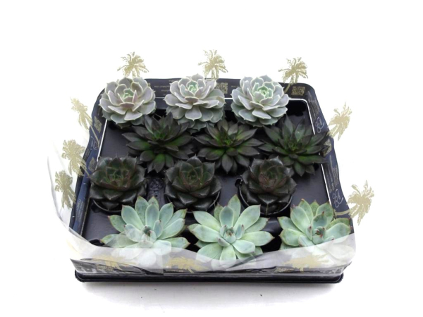 Mini Echeveria Mix