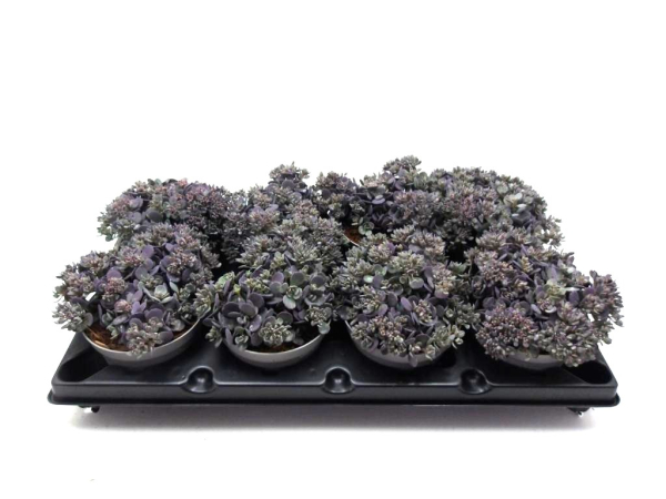 Sedum cauticola blue