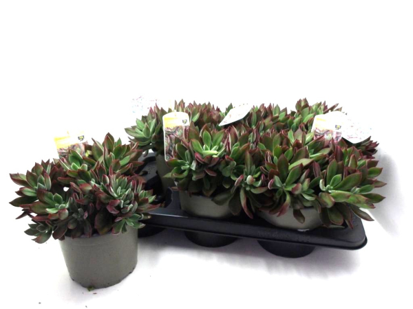 Echeveria pulvinata