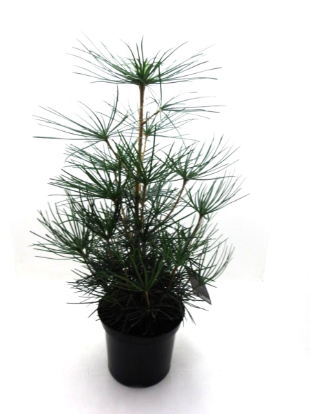 Sciadopitys vertcillata