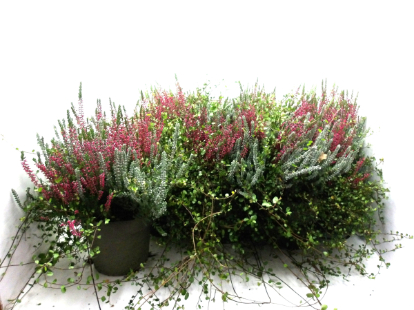 Calluna + Fluffy + Mühlenbeckia