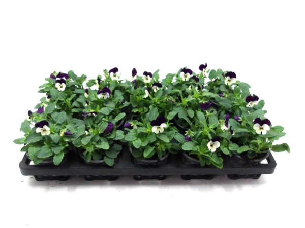 Viola cornuta