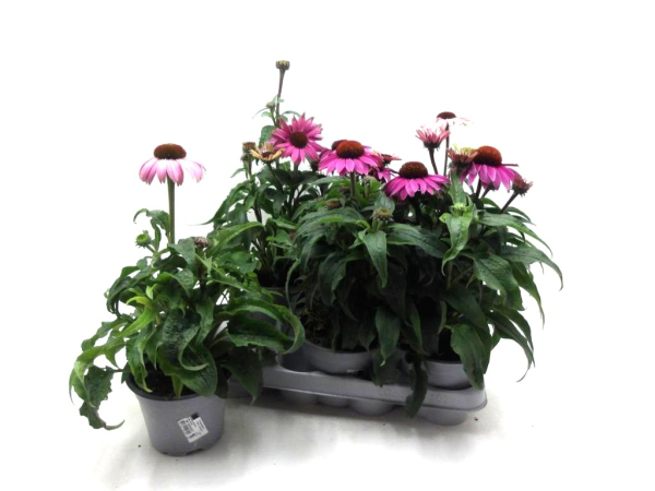 Echinacea purp. pink