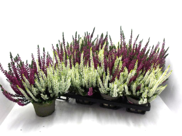 Calluna vulgaris  Twin