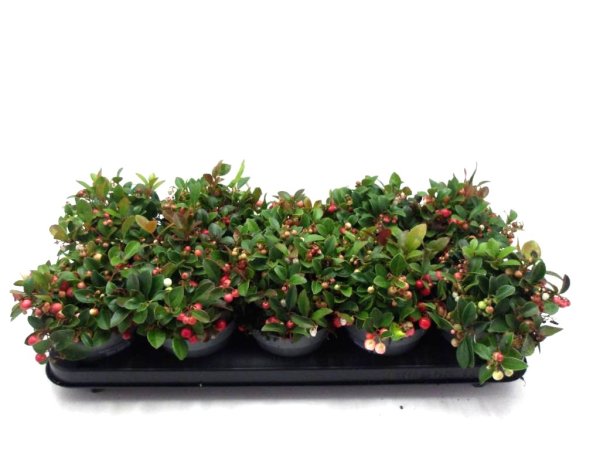 Gaultheria procumbens