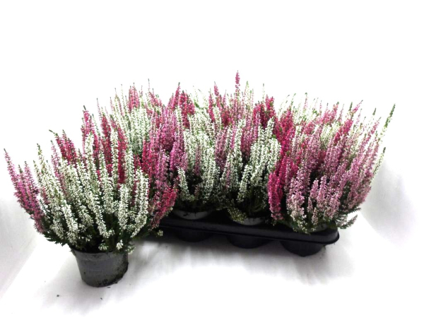 Calluna "Beauty Lady" Trio rot-weiß-rosa