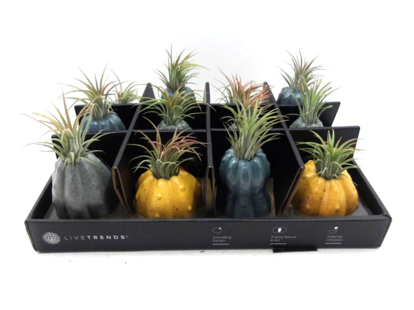 Tillandsia in Kürbis