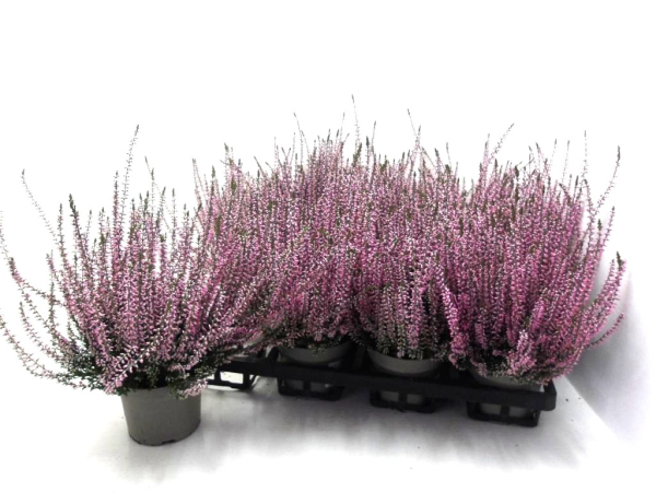 Calluna  vulgaris rosa