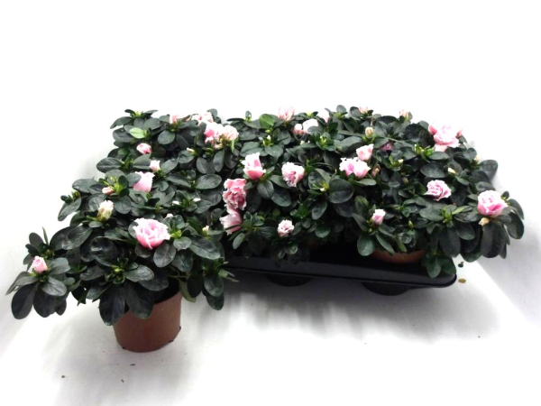 Azaleen rosa-weiß
