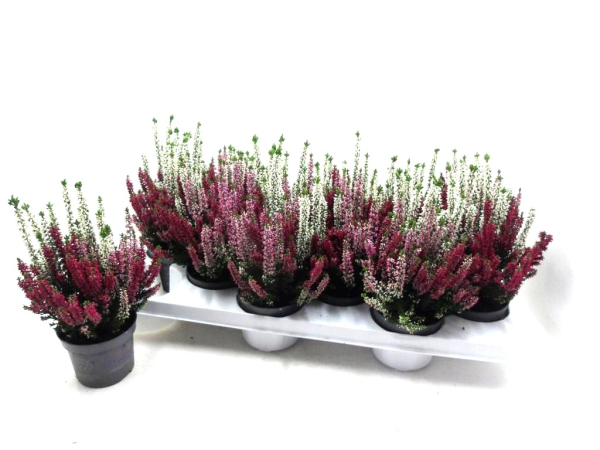 Calluna midi Trio weiß-rot-rosa