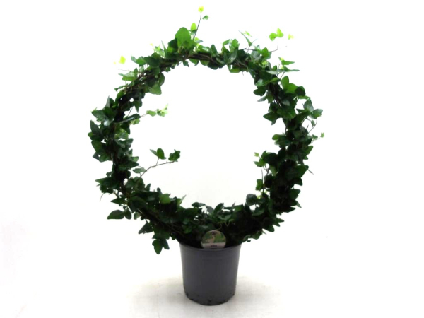 Hedera Bogen