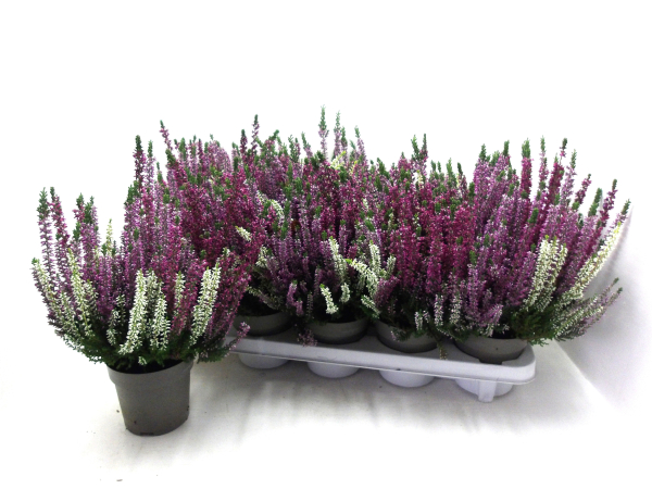Calluna "Beauty Lady" Trio